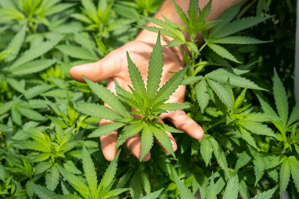 a hand holding a cannabis plant